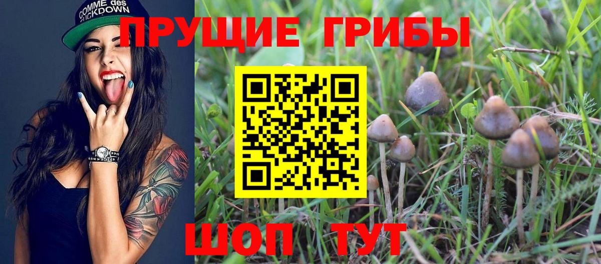 Псилоцибиновые грибы Psilocybe Усолье-Сибирское